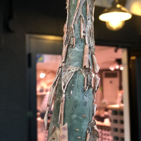 bursera  fagaroides