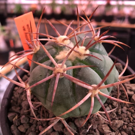 echinocactus 太平丸　var.強刺nicolii《大きめM size》※現地実生発根済株※現地実生ニコリー‼︎棘先が黒ずんだ現地らしい趣※mad black bowl pot植え