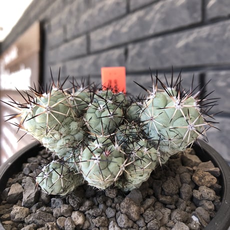 ortegocactus macdougallii《L size》※現地球発根後店主国内管理5年株※美しくもエグい群生極美株‼︎※mad black bowl pot植え