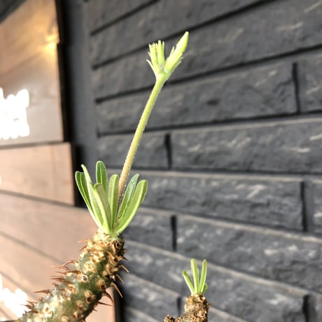 pachypodium gracilius《L size》希少green肌&ぼってり樹形※現地球発根後店主国内管理5年株※大変綺麗でbigなツル肌グラキ※mad black bowl pot植え