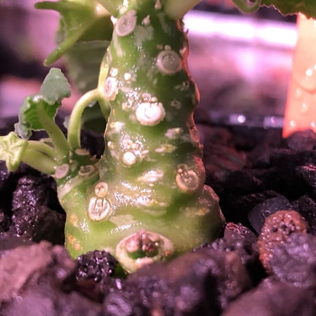 dorstenia   lavrani《S size》※成長遅い分小柄でも株元から分岐した良き樹形な希少ラブラニー‼︎※mad  black  bowl pot植え