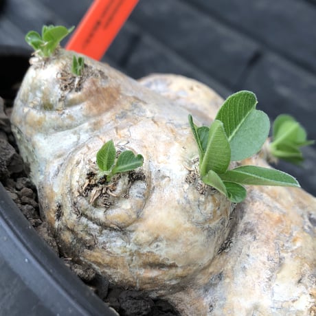 pachypodium brevicaule恵比寿笑い《大きめM size》※現地球発根後店主国内管理3年株※大きめながら纏まった良サイズ感‼︎※mad black bowl pot植え