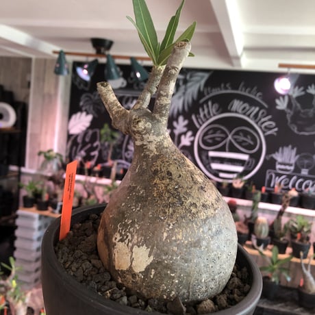 packypodium  gracilius《L size》希少‼︎驚愕球体+現地焼け※現地球発根済株※愛くるしさ100%かわいさ満点の激丸グラキ※mad black bowl pot植え