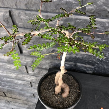 operculicarya decaryi littmon seed🌱 《5年株》※成長早く例年変化を感じ育てられる上、weight低く作り込んだ上品仕立て選抜株※mad black pot植え