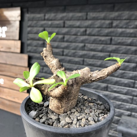 euphorbia  itremensis 《M size》※現地球発根済株※店主国内管理3年株※個体差の激しい樹形とmad質な葉&表皮colorが魅力で堪らない人気者※mad black pot植え
