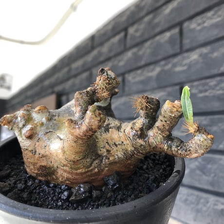pachypodium gracilius《M size》偏平&短枝良枝振り株※現地球発根後店主国内管理2年株※極めて低重心偏平且つ枝振りも良き一株※mad black pot植え