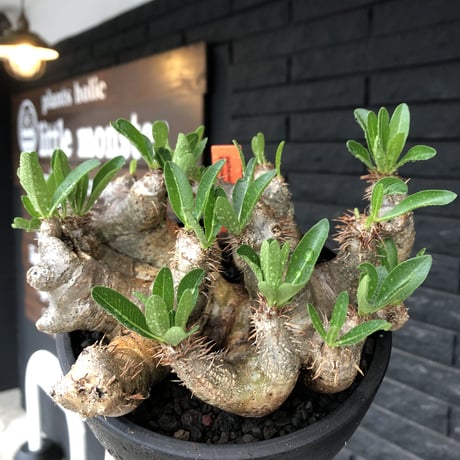 pachypodium brevicalyx《L size》※現地球発根後店主国内管理5年株※枝振り良く全体バランスも良きブレビらしい低重心※mad black bowl pot植え
