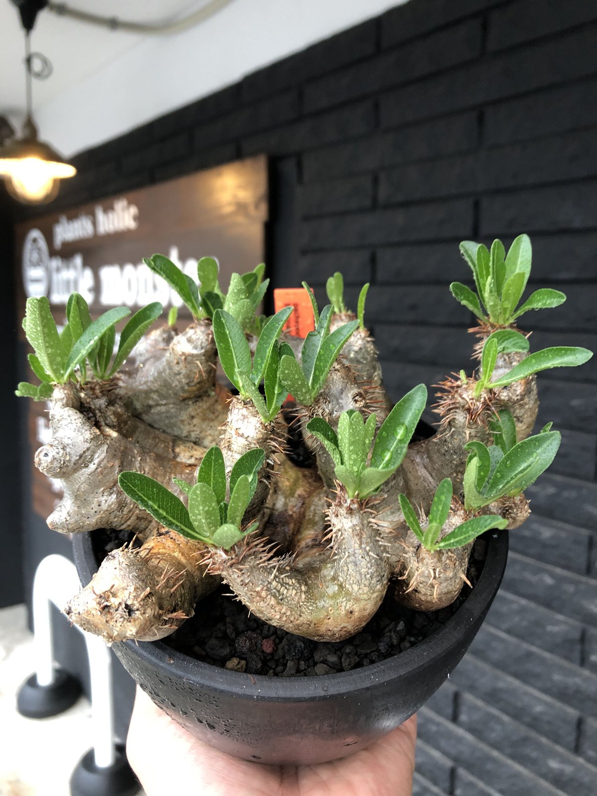 ブレピカリックス 大きめ 現地球 pachypodium brevicalyx《L size》※現地球発根後店主国内管理5年株※