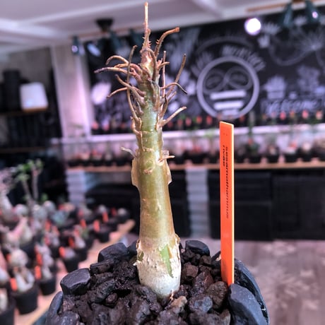 sesamothamnus | STORES