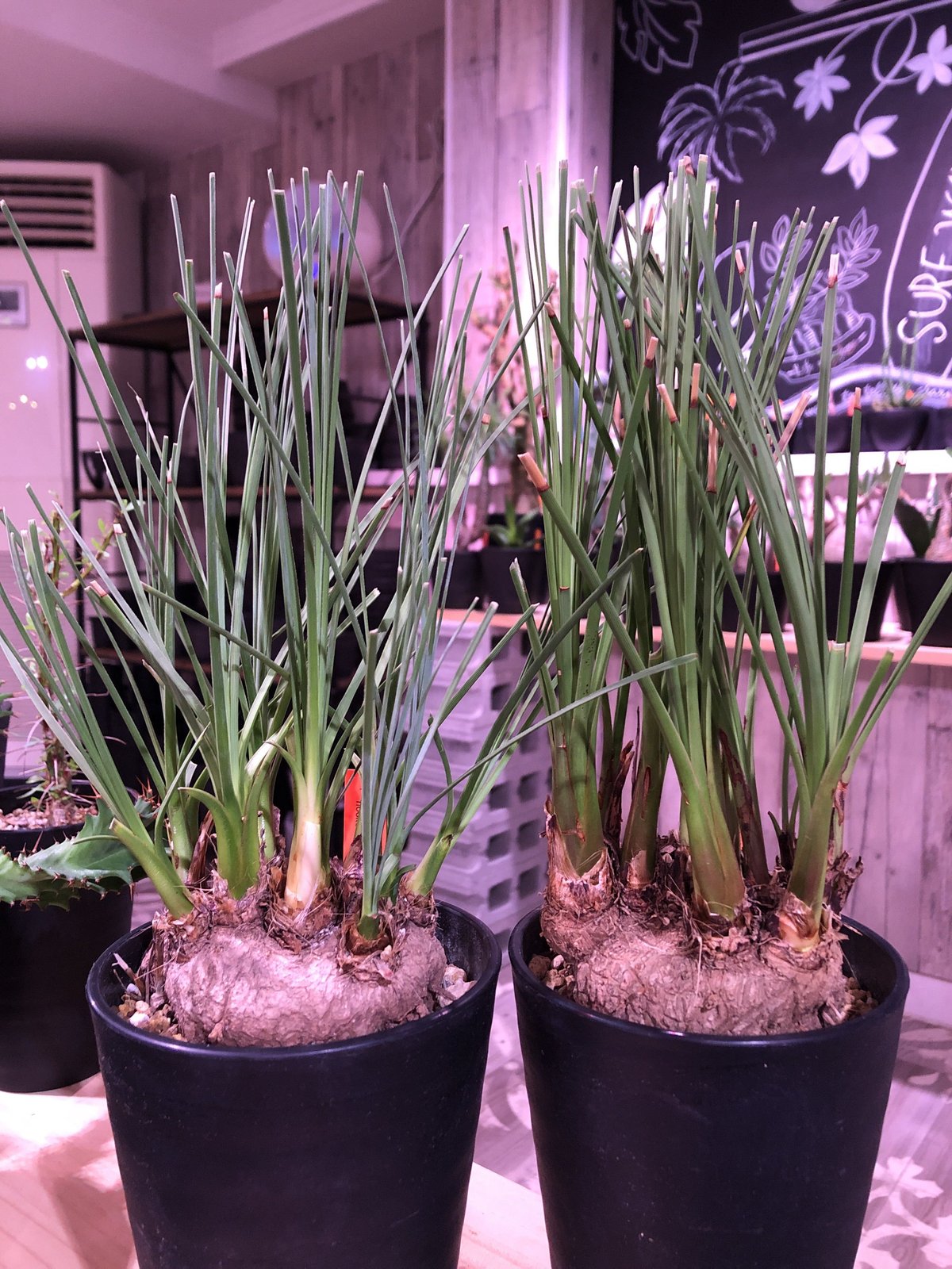 calibanus hookeri《M size》希少・極美株 ※地植え可能なフーケリー