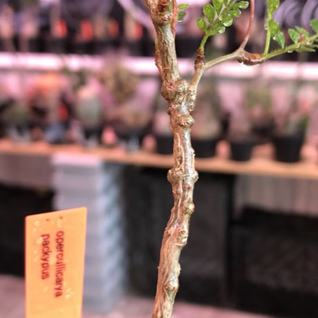 opercullicarya  packypus   littmon  seed🌱 《5年株》幹も太く‼︎&枝振り樹形&balance良きパキプス※mad black bowl pot植え※限定3株