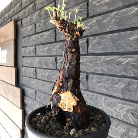 mestoklema  tuberosum《大きめM size》※現地球発根済株※大変朽ちくした表皮に赤肌味強き株元どっしり樹形‼︎希少‼︎冬季も動く唯一無二な灌木※mad black pot植え