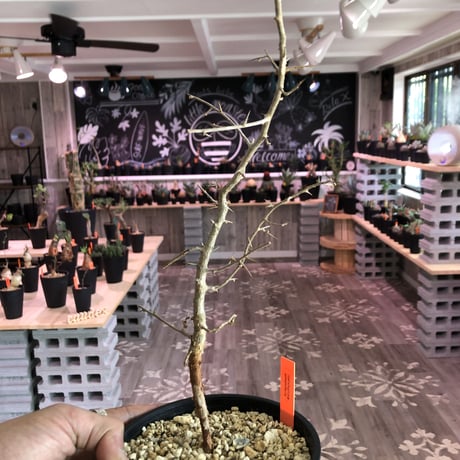 commiphora    simplicifolia《M size》