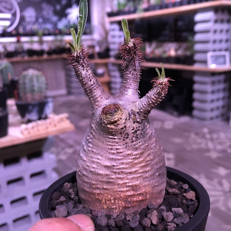 packypodium  gracilius《S size》※現地球発根済み株‼︎  （限定1株）※虜になってしまう球体チビキリス　※mad black pot植え