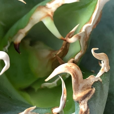 agave titanota  白鯨陽炎type《M size》※現地球株発根済※ウネウネ強き鋸歯に幅広肉厚タイプ※black pot植え
