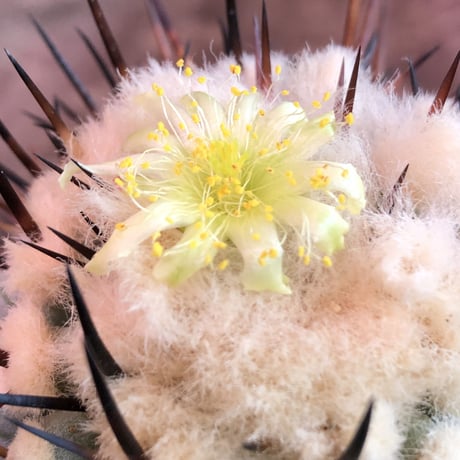 copiapoa   cinerea  黒王丸《L size》※現地球発根済株※店主国内管理6年株※king of cactus‼︎※mad black marble bowl pot植え
