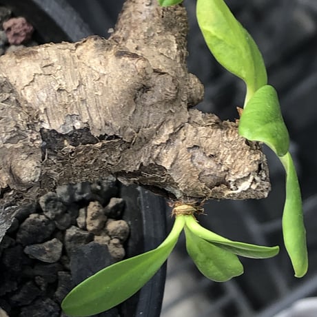 euphorbia  itremensis 《M size》※現地球発根済株※店主国内管理3年株※個体差の激しい樹形とmad質な葉&表皮colorが魅力で堪らない人気者※mad black pot植え