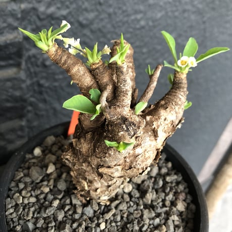euphorbia    itremensis《M size》おススメ株‼︎   mad  black  pot植え