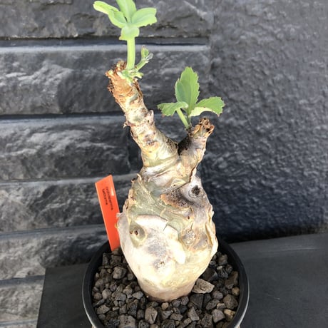 cyphostemma betiforme《 L size》※現地球発根後店主国内管理10年株※希少‼︎太く特化したボコボコ樹形でインテリア性高く今や流通極少な大株となり渾身の一株※鉄鉢植え