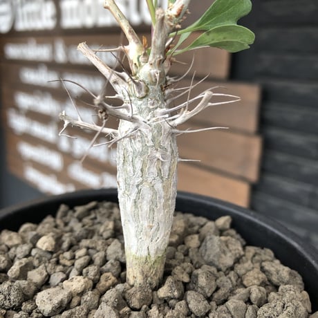 fouquieria columnaris 観峰玉《大きめS size》※現地球発根済株※美しい白肌に丈の締まった良樹形な冬の人気者※mad black pot植え