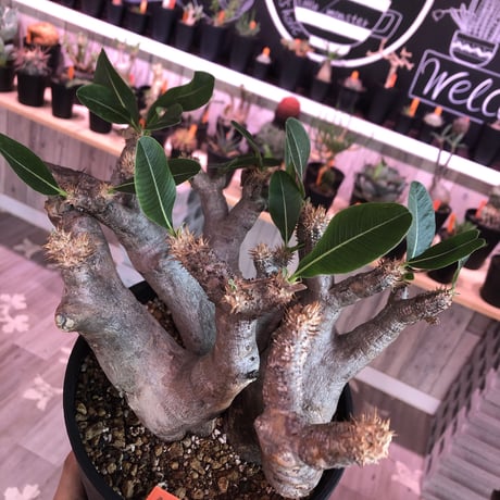 packypodium   enigmaticum《L  size》発根済み株‼︎三分頭株   mad  silver 肌