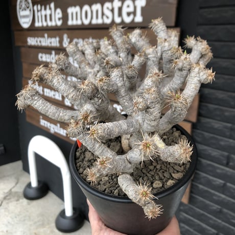 euphorbia  guillauminiana《LL size》※現地球発根済株※店主国内管理5年株※溶岩質土壌育ちの現地球株らしい表皮＆極低重心な枝振りヤバい一株※mad black pot植え