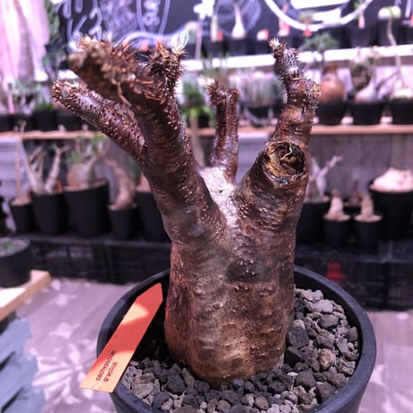 packypodium  gracilius《M  size》※現地球発根済※赤すぎる赤肌&現地焼け堪らぬリトモン渾身の一株‼︎※mad black pot植え