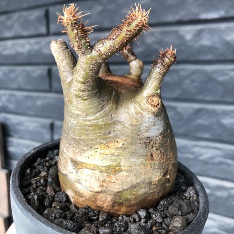 packypodium  gracilius《M size》ロゼット枝※現地球発根済株※店主国内管理3年株※360度展開した枝振りに短枝＆多枝な大変ぼってり良樹形※mad black pot植え