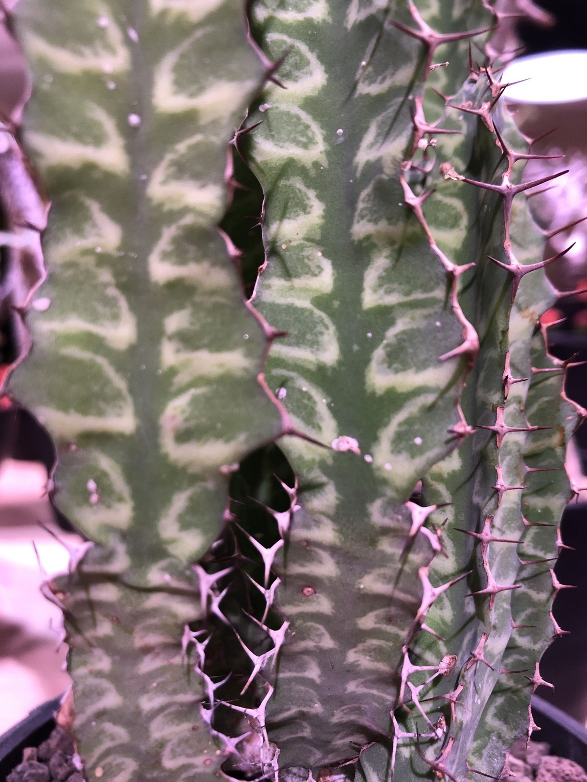 euphorbia enormis《M size》※大変カッコいい棘モノ塊根