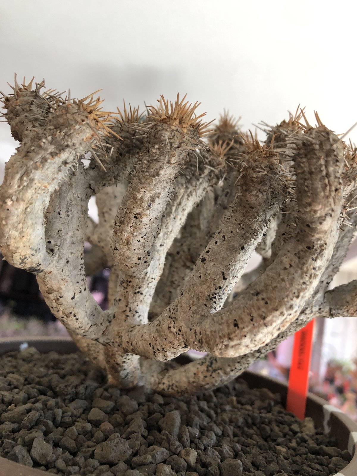 euphorbia guillauminiana《L size》極白肌株※現地球発根後店主 euphorbia guillauminiana《L size》極白肌株※現地球発根後店主