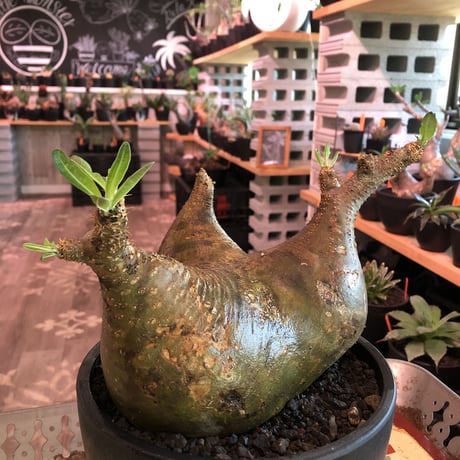 packypodium  gracilius《LL size》triple-he'd株※現地球発根済株※店主国内管理3年株※良バランス現地焼け＆短枝ぼってり※mad black bowl pot植え