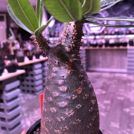 packypodium  gracilius 《小さめM size》 希少‼︎green肌‼︎ぼってりグラキ‼︎ ※現地球発根済み株‼︎※mad black  pot植え