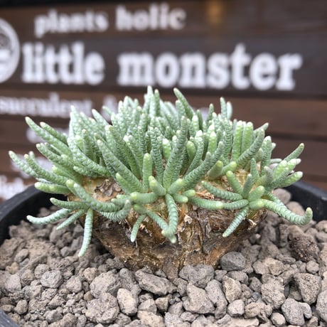 avonia   alstonii《XL size》※現地球発根済株※店主国内管理12年株※年代物且つ驚愕big株‼︎二度と手に入らないサイズ感な激オススメ株‼︎※ mad black pot植え
