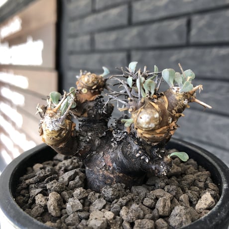 othonna  euphorbioides《M size》※現地球発根後店主国内管理3年株※compactに纏まり良き低重心weight低き選抜株‼︎※mad black pot植え