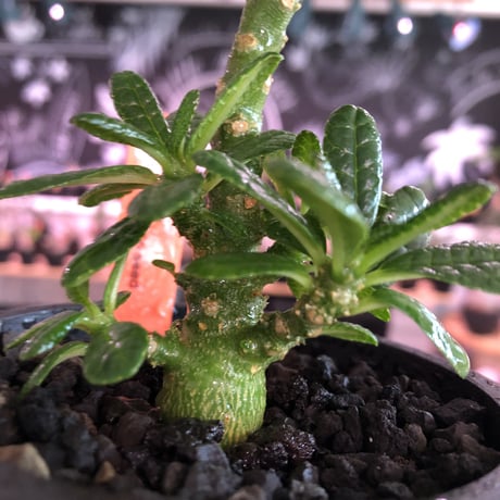 希少 dorstenia   gigas《小さめM size》littmon  seed🌱3年株※大変良き樹形balanceの将来有望ギガス‼︎※mad black pot植え