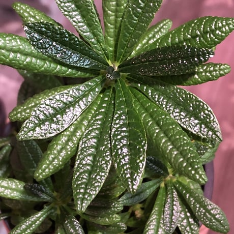 希少 dorstenia   gigas《大きめM size》littmon  seed🌱5年株※17本枝を出しぼってり株元＆良樹形balanceの将来有望ギガス※mad black pot植え