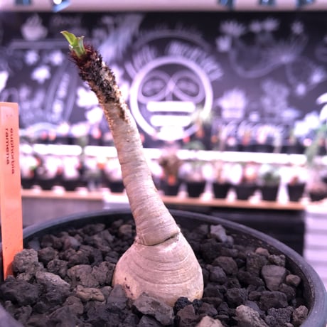euphorbia ramena《M size》※大変綺麗な肌質に小さめながらぽっこり塊根な短枝ラメナ‼︎希少南アフリカ物※mad black bowl pot植え
