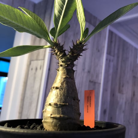 packypodium  windsori i× baronii  《S size》双方の良さが活きた将来有望美株‼︎  ※mad  black  pot植え