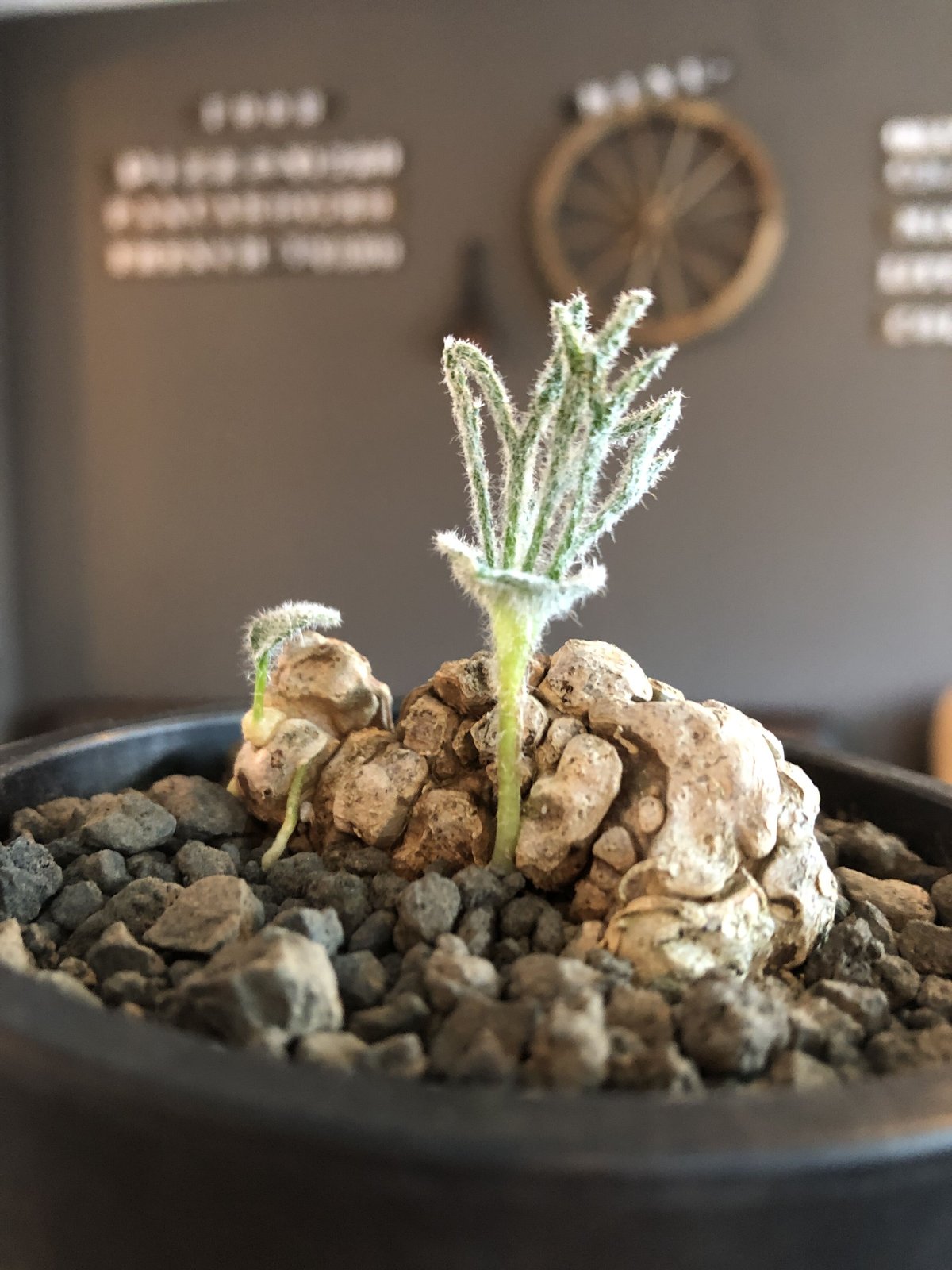 【超希少★実生】 エリオスペルマム　ケルビコルネ　ケープバルブ　冬型植物　01 超希少☆実生】 エリオスペルマム ケルビコルネ ケープバルブ 冬型植物