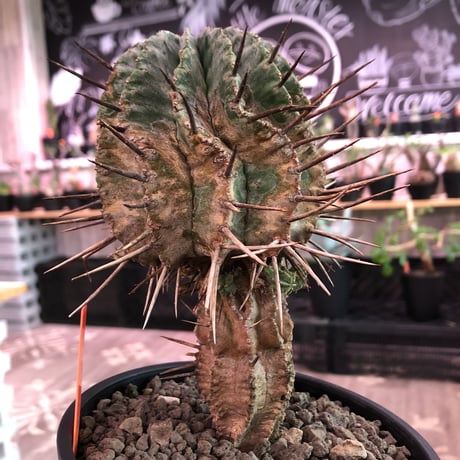 euphorbia    horrida《大きめM size》※現地球発根済株※大変木質化も進む強刺で刺々しさ半端なき子吹き株※mad black pot植え　※限定2株