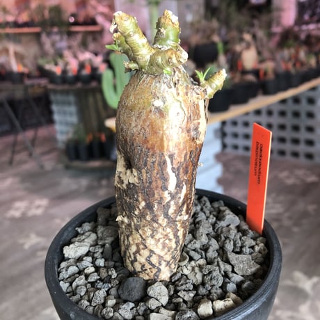packypodium bispinosum 《小さめM size》※現地球発根済株‼︎※表皮の柄が大変美しい将来有望株‼︎激オススメ株※mad black bowl pot植え
