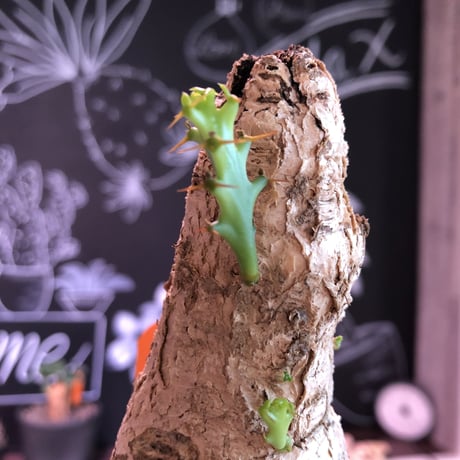euphorbia    squarrosa《M  size》なんともかわいい奴