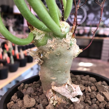 tylecodon  reticulatus《M size》※現地球発根済株※店主国内管理3年株※棘も多く残っており幹太めな昨今輸入厳しい希少種‼︎impact絶大‼︎※mad black pot植え