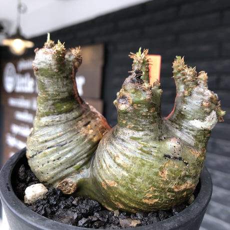 pachypodium gracilius《大きめS size》希少green肌&まん丸W-he'd株※現地球発根後店主国内管理3年株※愛くるしい球体&B面現地焼け※mad black pot植え