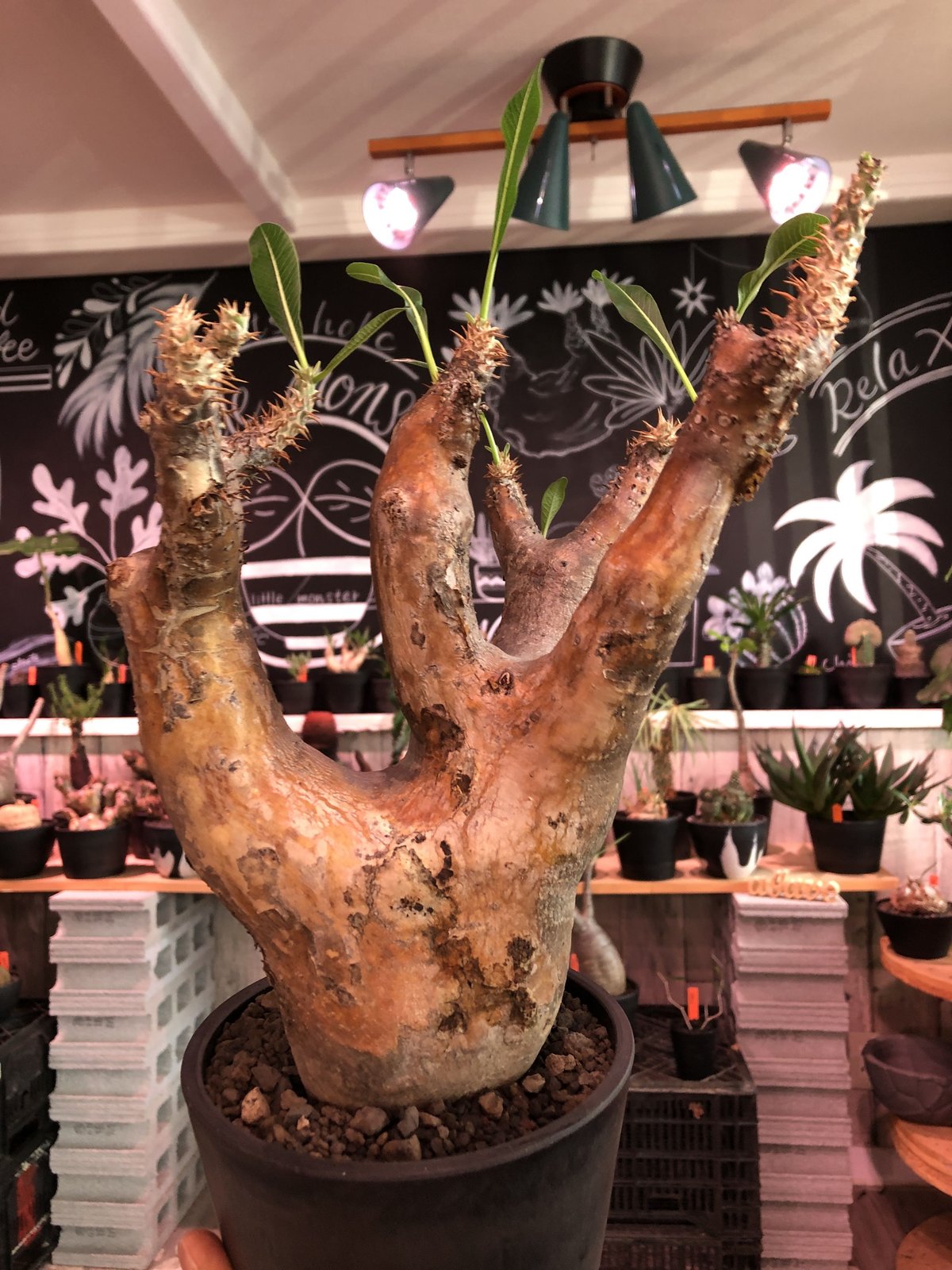 希少 エニグマティクム多頭 現地球 Amazon.co.jp: 2頭 パキポディウム エニグマチカム 現地球 発根