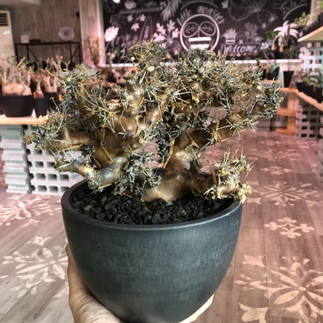 othonna  euphorbioides（L L  size）※店主5年管理株‼︎ 躍動感半端なき株‼︎　※mad black bowl pot植え