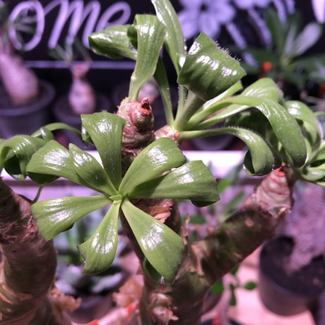 tylecodon  paniculatus 《太めM size》店主3年管理株‼︎ 激推し株‼︎　※mad black pot植え