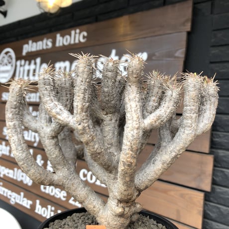 euphorbia  guillauminiana《大きめL size》※現地球発根済株※店主国内管理4年株※溶岩質土壌育ちの現地球株らしい表皮＆厳つい極太幹が◎※mad black pot植え