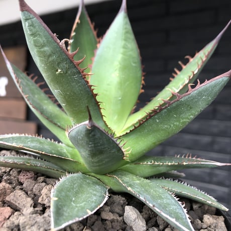 agave  horrida《大きめM size》※現地球発根後店主国内管理2年株※締まり良きbest sizeなホリダ※mad black bowl pot植え