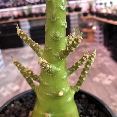 希少‼︎dorstenia   gigas《極太LL size》※発根済株※極太ぼってり株元&幹にこのweightの低さが堪らない最高品質な一株※mad black bowl pot植え
